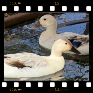 Chandler & Joey, a pair of Quackerville ducks at Barn Stars Animal Rescue
