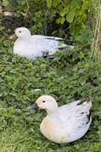 Meet Joey and Chandler, the newest duck sensations to arrive in Quackerville at Barn Stars Animal Rescue.