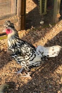 Meet Rue, the newest addition to the Chicken Brothel at Barn Stars Animal Rescue.