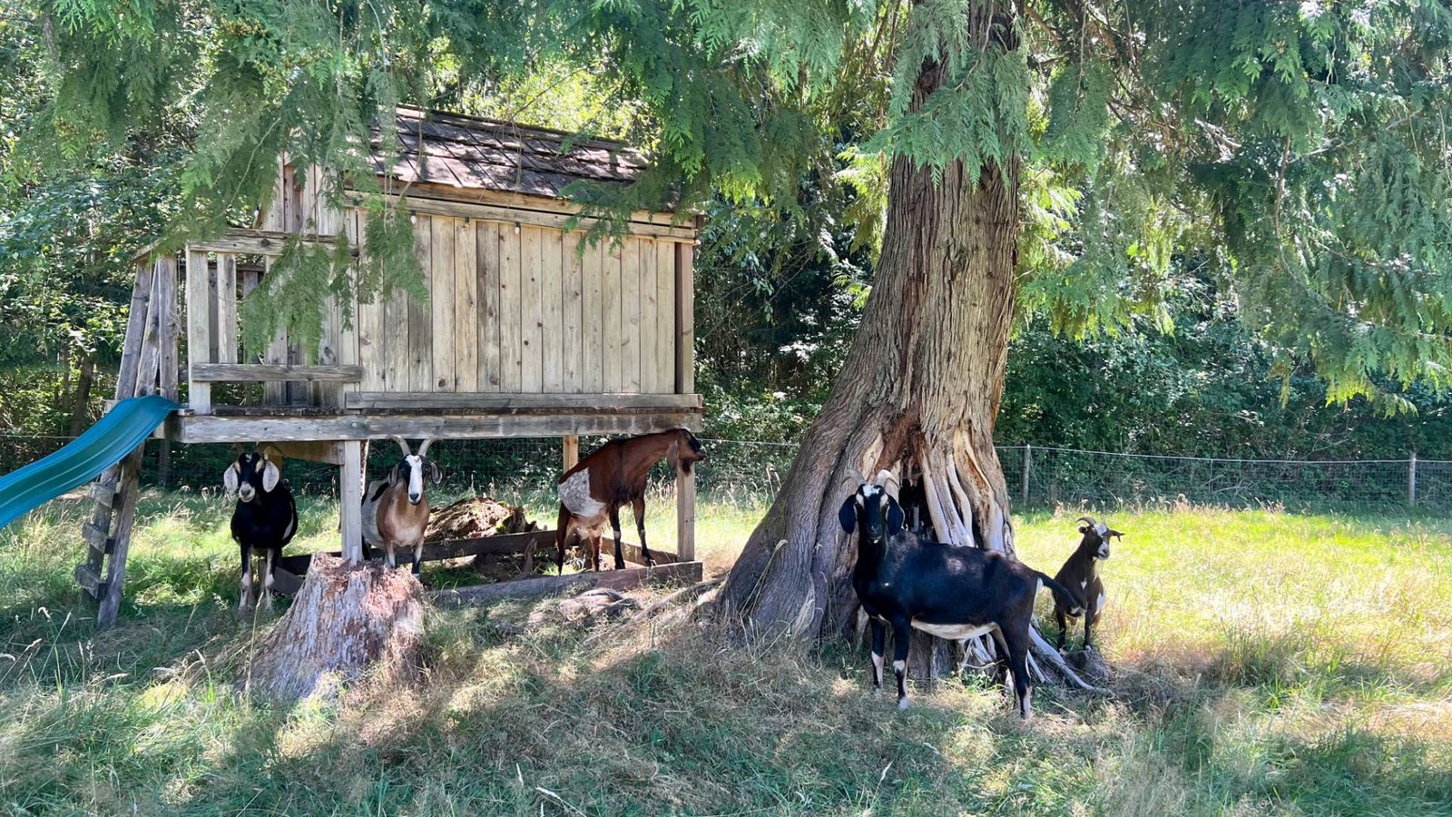 Welcome to Barn Stars Animal Rescue, Providing Sanctuary for Farm Animals in Snohomish County, WA